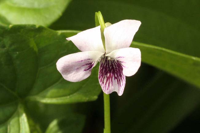 ミヤマツボスミレ