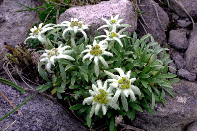 ミヤマウスユキソウ