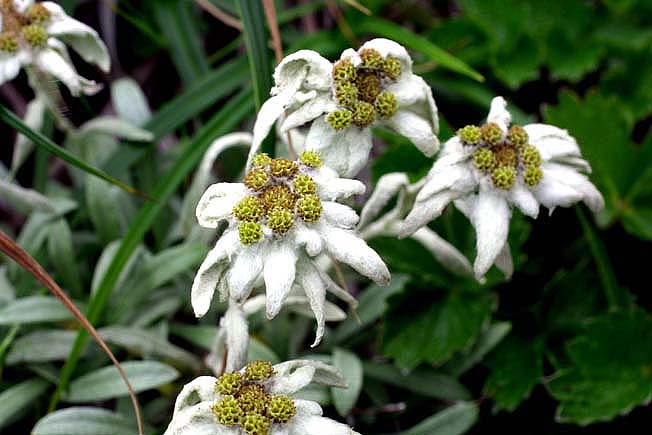 ミヤマウスユキソウ