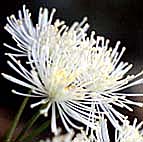 モミジカラマツ