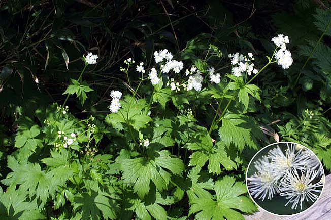 モミジカラマツ