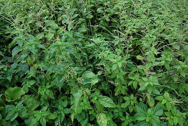 ムカゴイラクサ