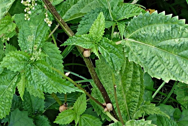 ムカゴイラクサ