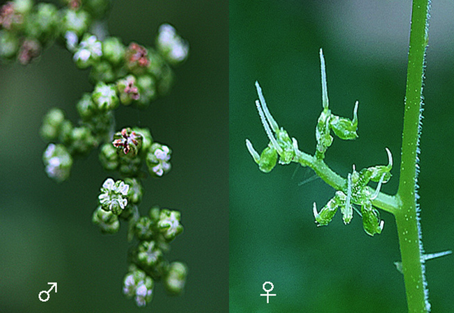ムカゴイラクサ