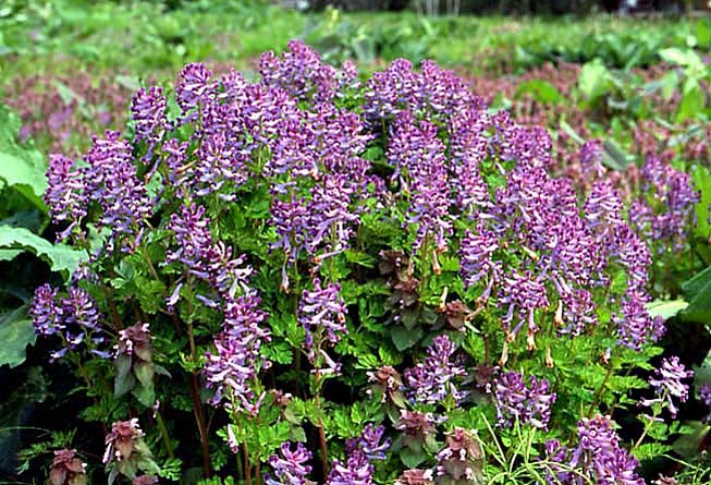 ムラサキケマン