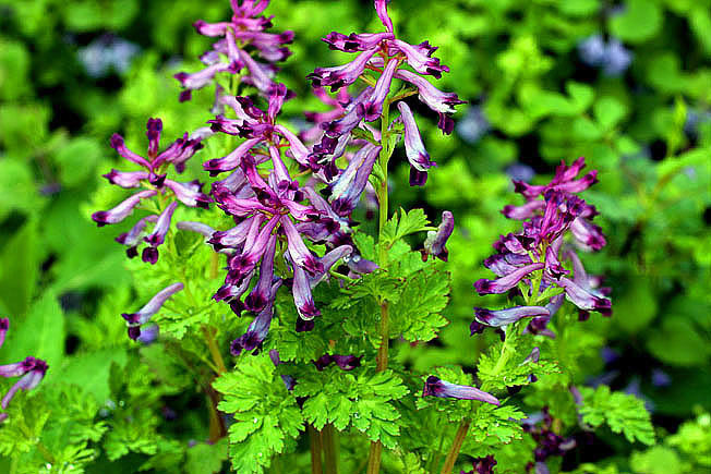 ムラサキケマン