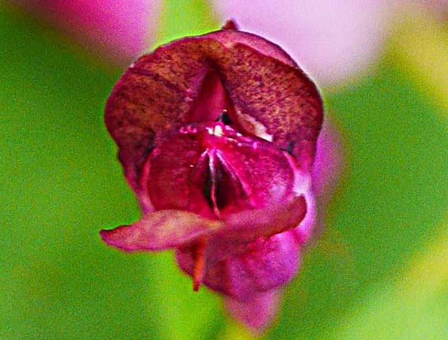 ムラサキケマン