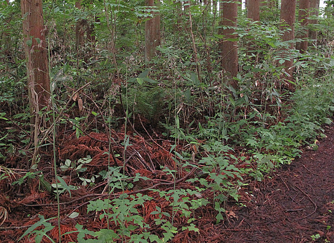 ムラサキニガナ