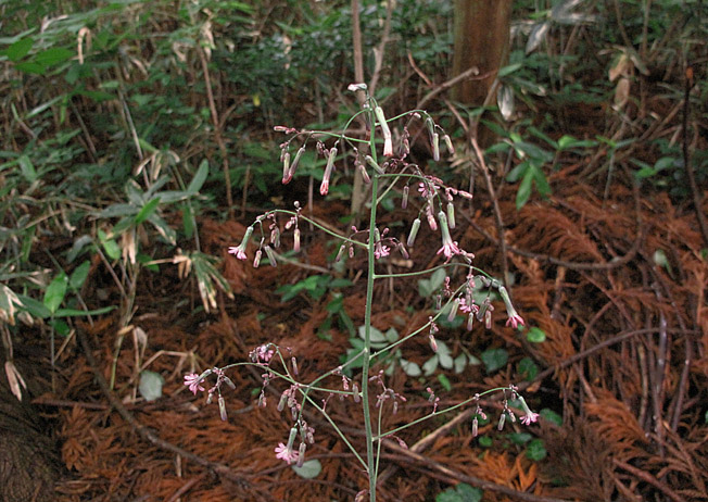 ムラサキニガナ