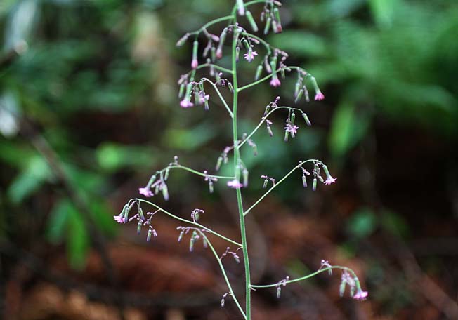 ムラサキニガナ