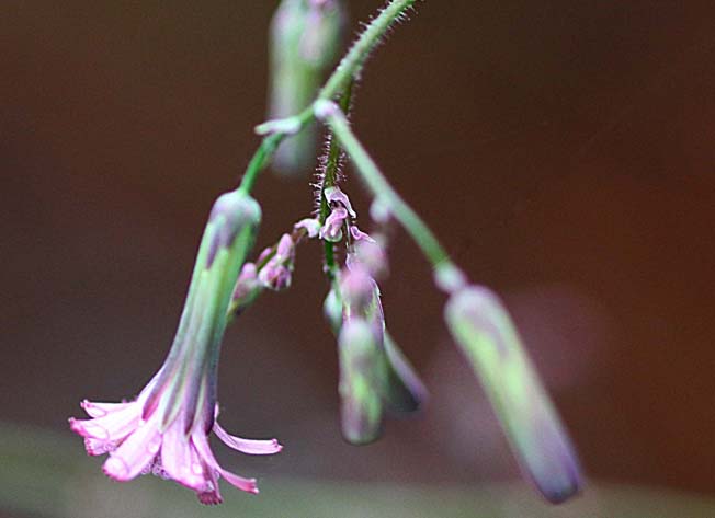 ムラサキニガナ