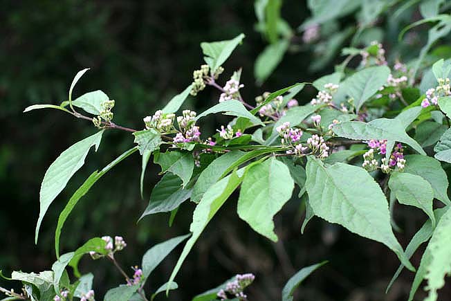 ムラサキシキブ