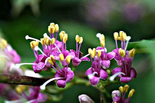 ムラサキシキブ