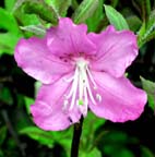 ムラサキヤシオツツジ