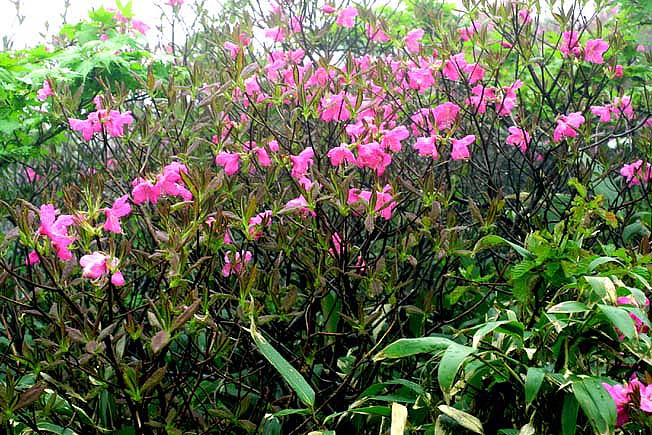 ムラサキヤシオツツジ