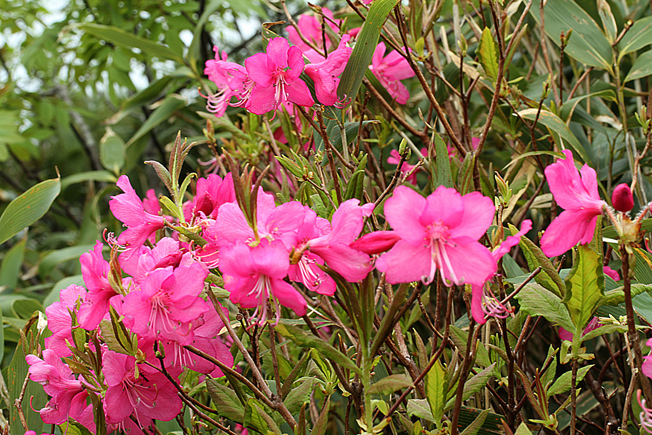 ムラサキヤシオツツジ