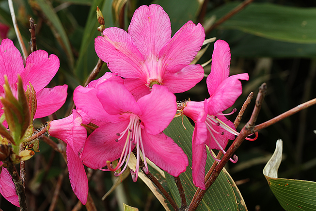 ムラサキヤシオツツジ