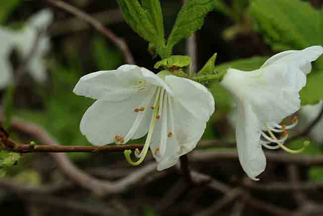 ムラサキヤシオツツジ