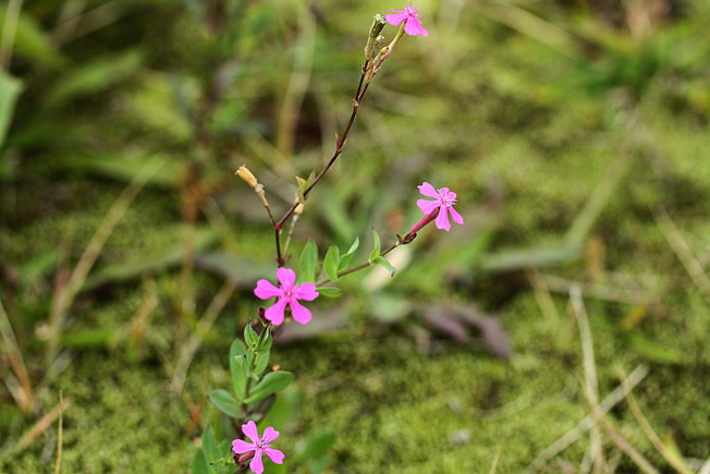 ムシトリナデシコ