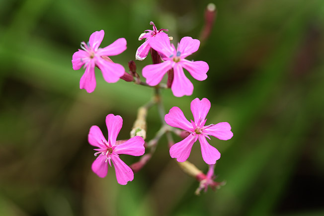 ムシトリナデシコ