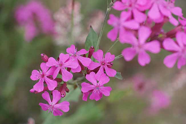 ムシトリナデシコ