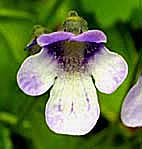 ムシトリスミレ