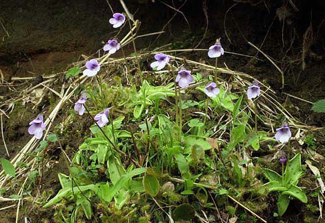 ムシトリスミレ