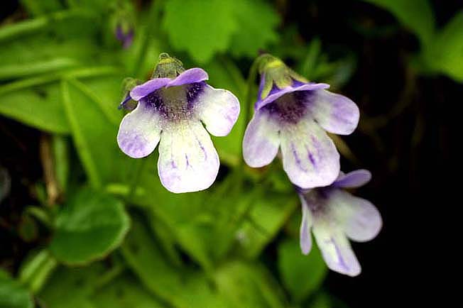 ムシトリスミレ