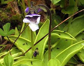 ムシトリスミレ