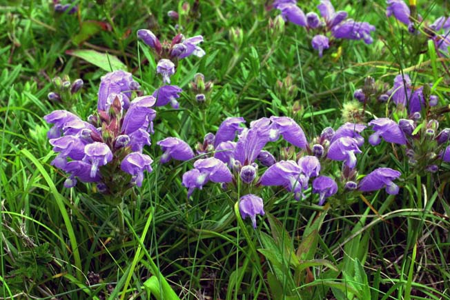 ムシャリンドウ