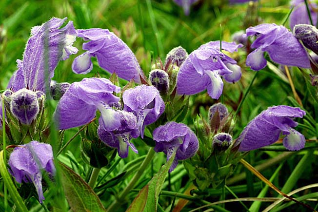 ムシャリンドウ