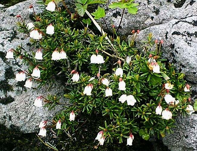 ナガバツガザクラ