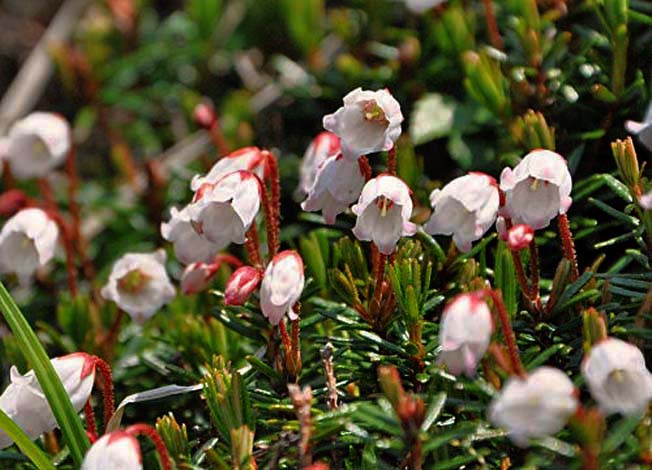 ナガバツガザクラ