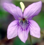 ナガハシスミレ