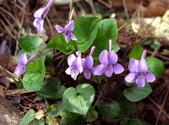 ナガハシスミレ