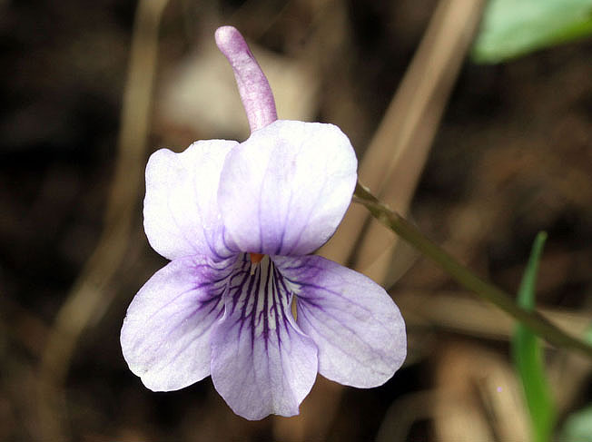 ナガハシスミレ