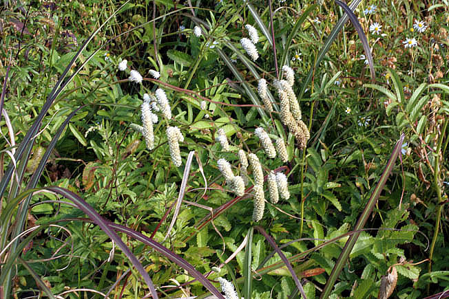 ナガホノシロワレモコウ