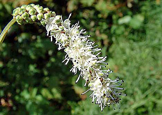 ナガホノシロワレモコウ