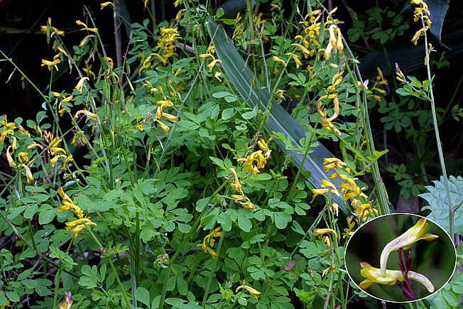 ナガミノツルキケマン