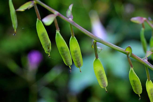 ナガミノツルキケマン