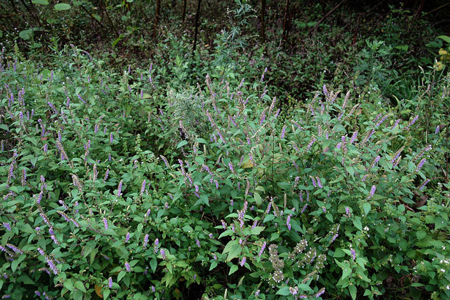 ナギナタコウジュ