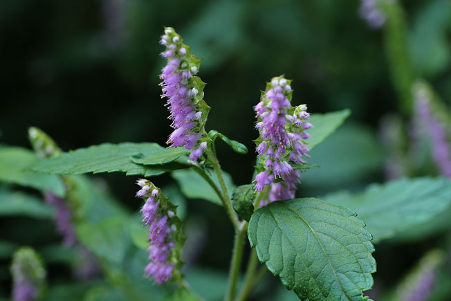 ナギナタコウジュ