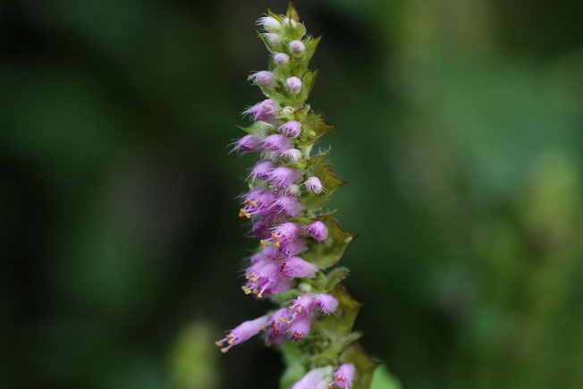 ナギナタコウジュ