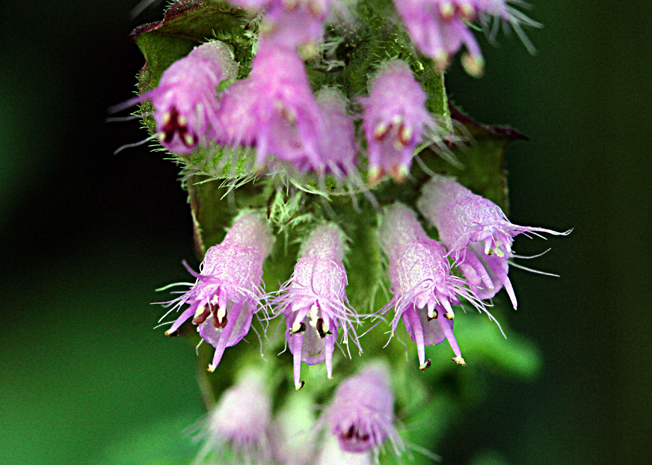 ナギナタコウジュ