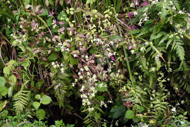 ナンバンハコベ