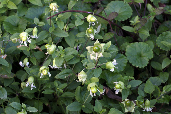 ナンバンハコベ