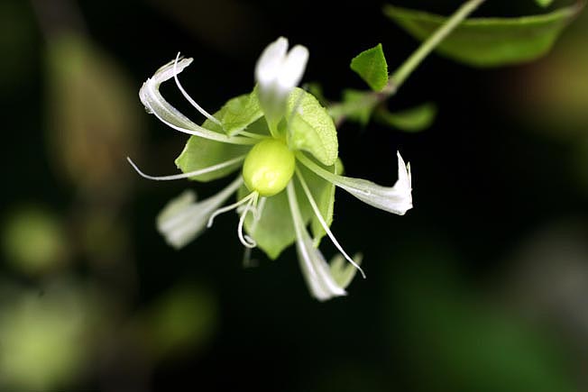 ナンバンハコベ