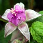 ナワシロイチゴ