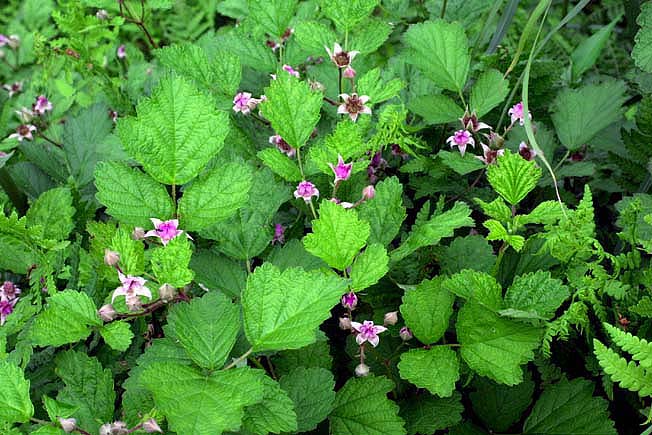 ナワシロイチゴ