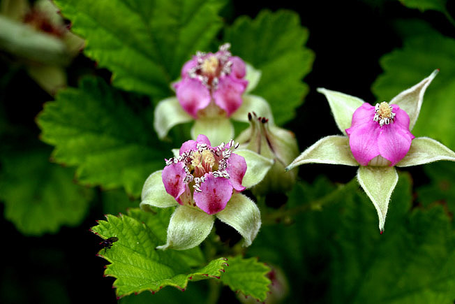 ナワシロイチゴ